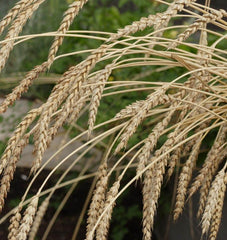 Winter Wheat