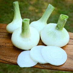 Borrettana Cipollini Onion Plants