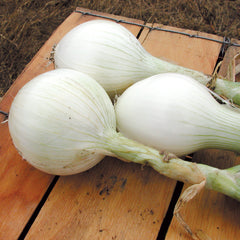 Super Star Onion Plants