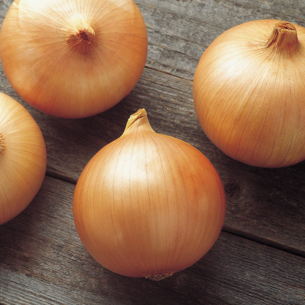 Candy Onion Plants