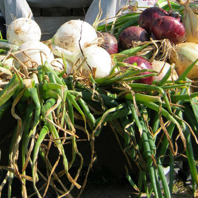 Northern Mixed Bunch Onion Plants