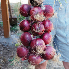 Redwing Onion Plants