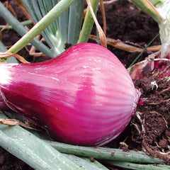 Redwing Onion Plants