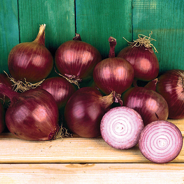 Southern Belle Onion Plants