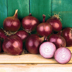 Southern Belle Onion Plants