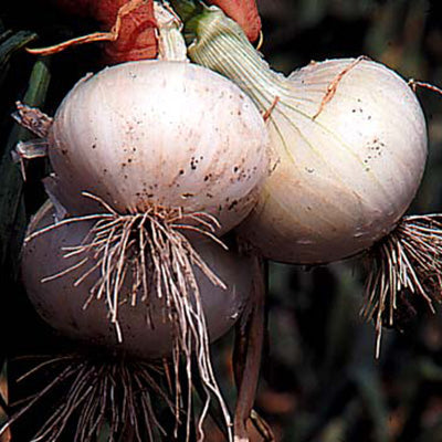 White Bermuda Onion Plants