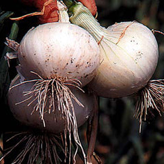 White Bermuda Onion Plants