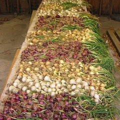 Southern Onion Plant Collection