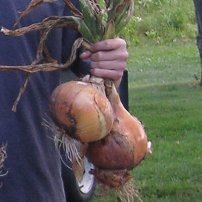 Yellow Sweet Spanish Onion Plants