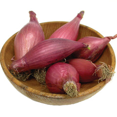 Red Torpedo Onion Plants
