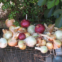 Day-Neutral Mixed Bunch Onion Plants