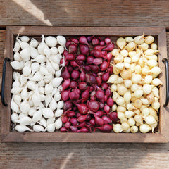 Onion Sets