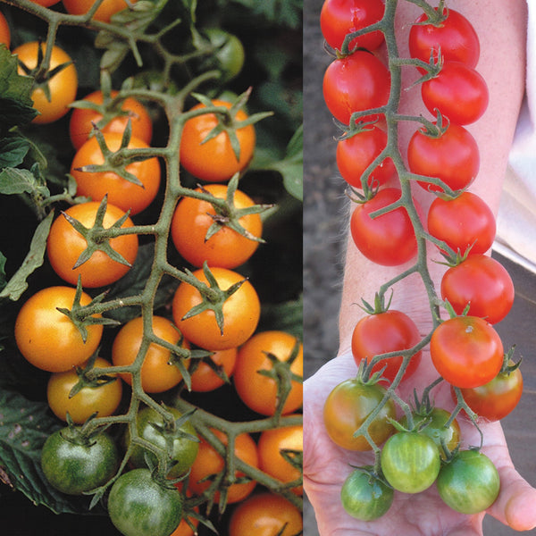 Grafted Double Sungold/Sweet Million Tomato