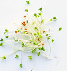 Yellow Mustard Organic - Seedsplant