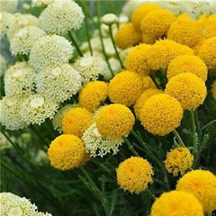 Garden Outdoor Giant Allium Giganteum Beautiful Flower Seeds Bonsai Plant Seeds