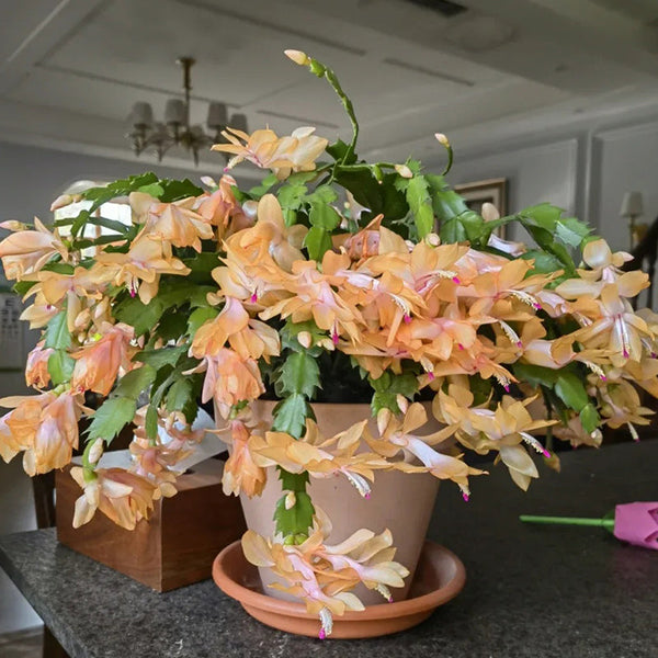 Crab Claw Orchid - The Icing On The Cake
