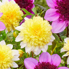 Yellow Dahlia Collection Bulbs Perennial Growing Bonsai Roots Rhizomes Corms Tubers Potted Planting Reblooming Fragrant Garden Species Blooms Flower Seeds Plant Gardening