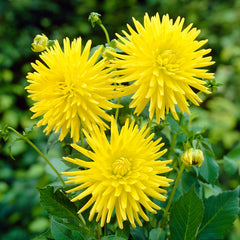 Yellow Dahlia Collection Bulbs Perennial Growing Bonsai Roots Rhizomes Corms Tubers Potted Planting Reblooming Fragrant Garden Species Blooms Flower Seeds Plant Gardening