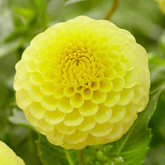 Yellow Dahlia Collection Bulbs Perennial Growing Bonsai Roots Rhizomes Corms Tubers Potted Planting Reblooming Fragrant Garden Species Blooms Flower Seeds Plant Gardening