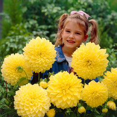 Yellow Dahlia Collection Bulbs Perennial Growing Bonsai Roots Rhizomes Corms Tubers Potted Planting Reblooming Fragrant Garden Species Blooms Flower Seeds Plant Gardening