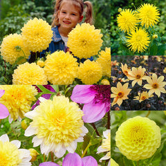 Yellow Dahlia Collection Bulbs Perennial Growing Bonsai Roots Rhizomes Corms Tubers Potted Planting Reblooming Fragrant Garden Species Blooms Flower Seeds Plant Gardening
