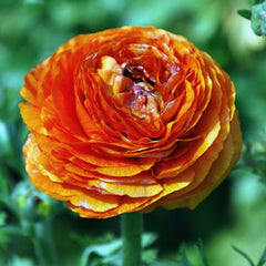 Florentine Orange Ranunculus  Corms Bulbs Growing Bonsai Roots Rhizomes Tubers Potted Planting Reblooming Fragrant Garden Species Blooms Flower Seeds Plant Gardening