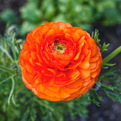 Florentine Orange Ranunculus  Corms Bulbs Growing Bonsai Roots Rhizomes Tubers Potted Planting Reblooming Fragrant Garden Species Blooms Flower Seeds Plant Gardening
