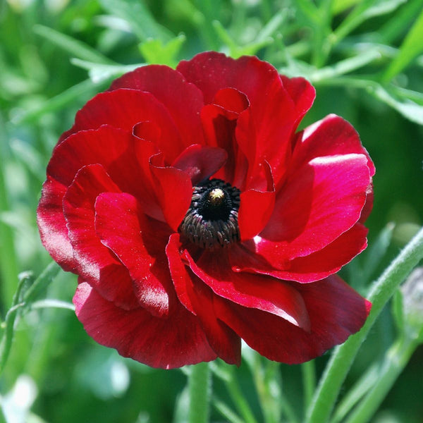 Ranunculus Bulbs Red Corms Growing Bonsai Roots Rhizomes Tubers Potted Planting Reblooming Fragrant Garden Species Blooms Flower Seeds Plant Gardening