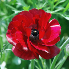 Ranunculus Bulbs Red Corms Growing Bonsai Roots Rhizomes Tubers Potted Planting Reblooming Fragrant Garden Species Blooms Flower Seeds Plant Gardening - Seedsplant