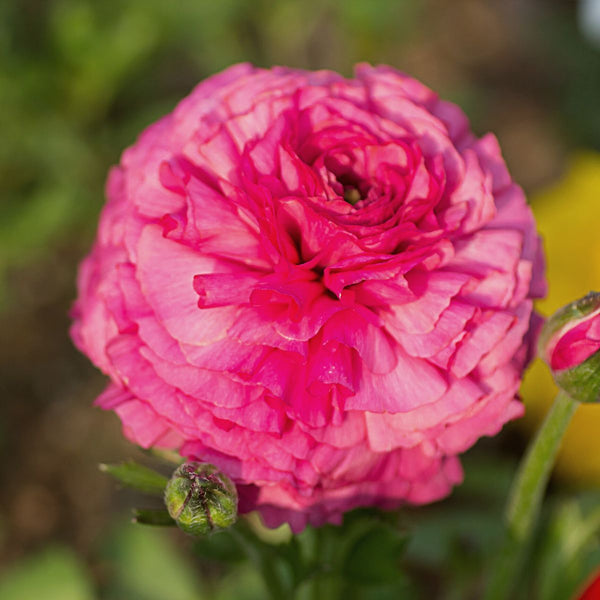Pink Ranunculus Corms Bulbs Persian Buttercup Growing Bonsai Roots Rhizomes Tubers Potted Planting Reblooming Fragrant Garden Species Blooms Flower Seeds Plant Gardening