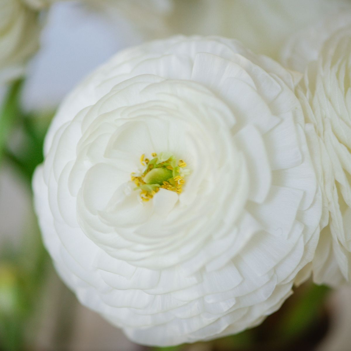 Single White Ranunculus Ranunculus White Corms Bulbs Growing Bonsai Roots Rhizomes Tubers ...