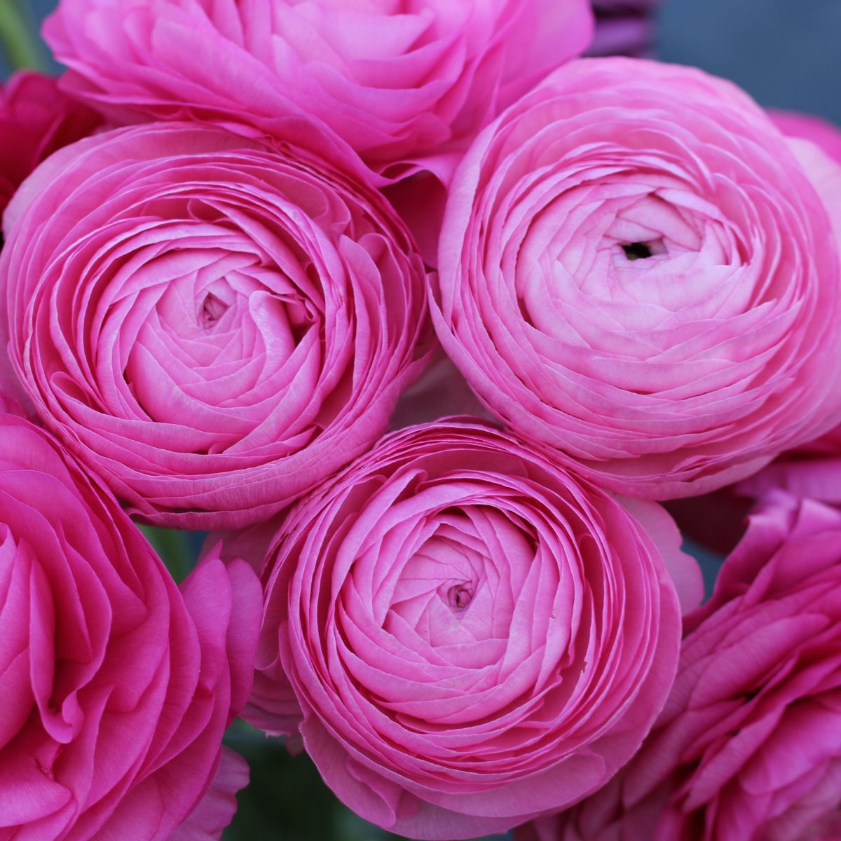 Pink Ranunculus Field Light Pink Ranunculus