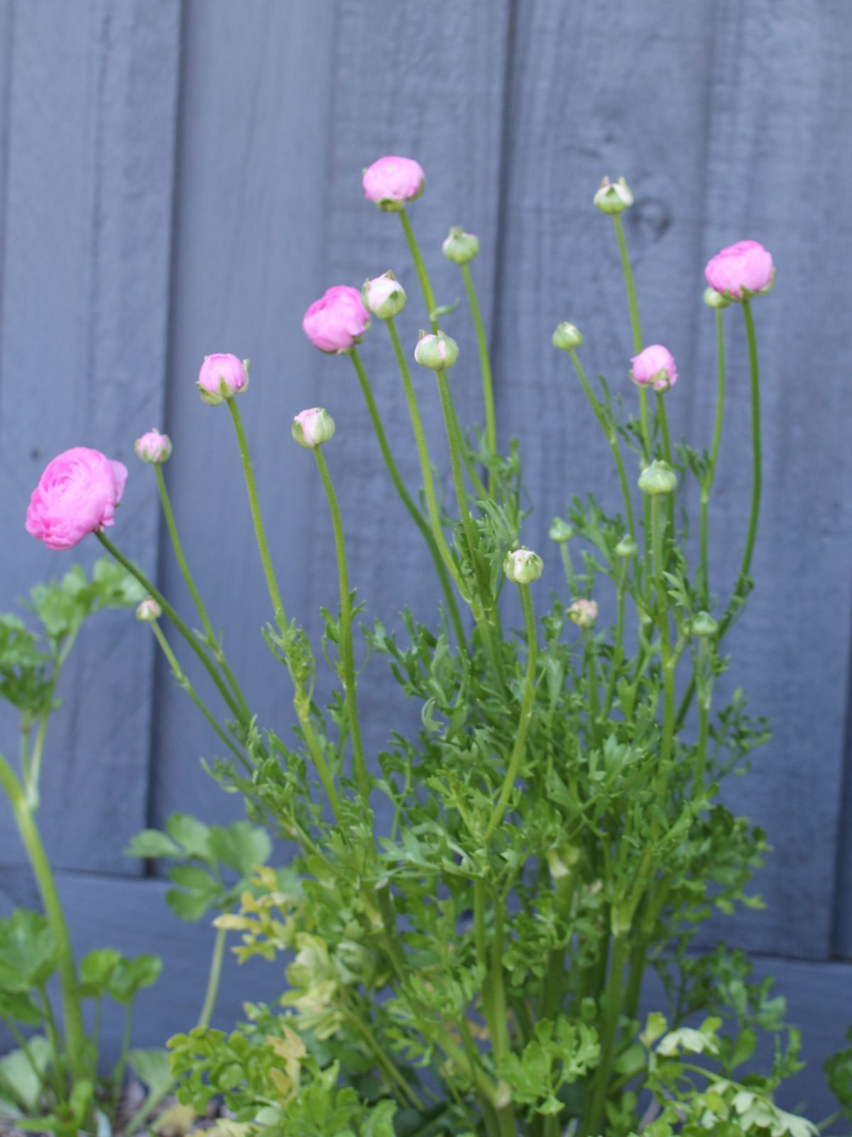 Primo Rosa Light Pink Ranunculus Corms Bulbs Persian Buttercup Growing ...