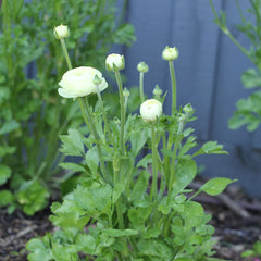 Primo Bianca White Ranunculus Bulbs Corms Growing Bonsai Roots Rhizomes Tubers Potted Planting Reblooming Fragrant Garden Species Blooms Flower Seeds Plant Gardening
