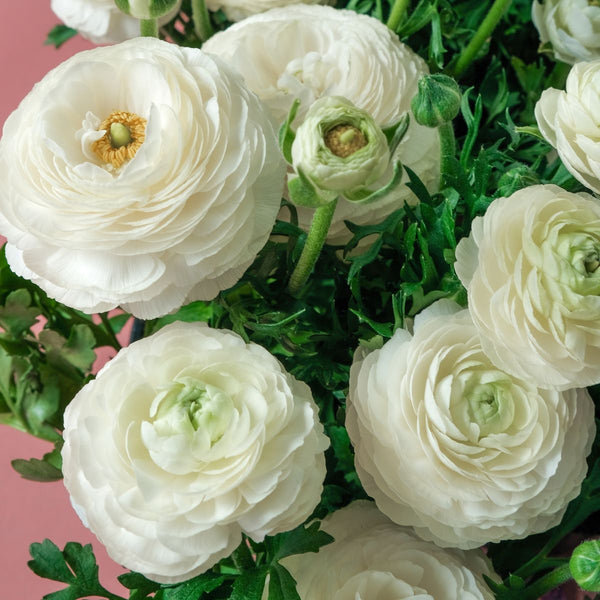 Primo Bianca White Ranunculus Bulbs Corms Growing Bonsai Roots Rhizomes Tubers Potted Planting Reblooming Fragrant Garden Species Blooms Flower Seeds Plant Gardening