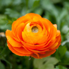 Ranunculus Primo Arancione Orange Corms Bulbs Growing Bonsai Roots Rhizomes Tubers Potted Planting Reblooming Fragrant Garden Species Blooms Flower Seeds Plant Gardening - Seedsplant