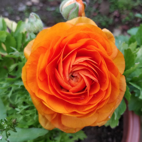 Ranunculus Primo Arancione Orange Corms Bulbs Growing Bonsai Roots Rhizomes Tubers Potted Planting Reblooming Fragrant Garden Species Blooms Flower Seeds Plant Gardening