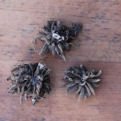 Paars Ranunculus Corms Bulbs Persian Buttercup Growing Bonsai Roots Rhizomes Tubers Potted Planting Reblooming Fragrant Garden Species Blooms Flower Seeds Plant Gardening