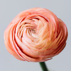 Primo Salmone Ranunculus  Corms Bulbs Growing Bonsai Roots Rhizomes Tubers Potted Planting Reblooming Fragrant Garden Species Blooms Flower Seeds Plant Gardening