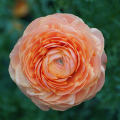 Primo Salmone Ranunculus  Corms Bulbs Growing Bonsai Roots Rhizomes Tubers Potted Planting Reblooming Fragrant Garden Species Blooms Flower Seeds Plant Gardening