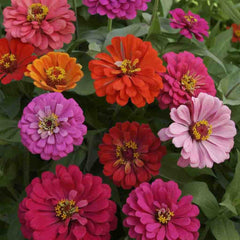 Zinnia, California Giants Mixed Colors Seeds, 1g