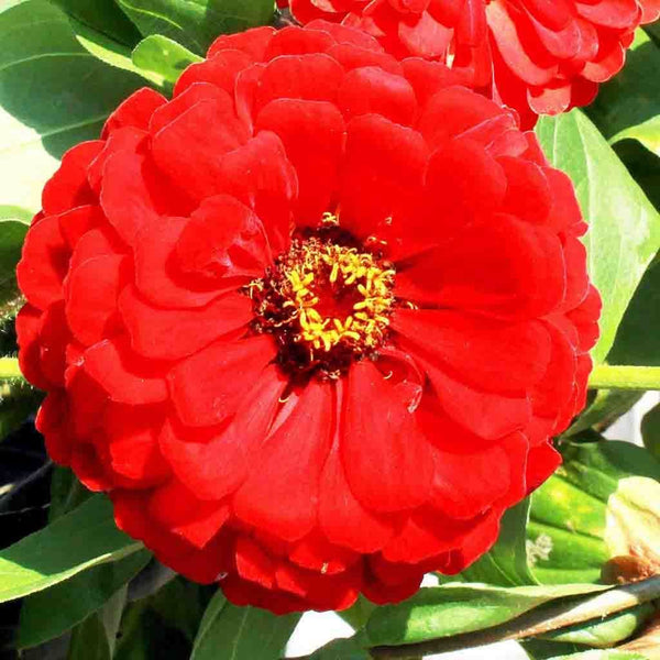 Zinnia, Giant Double Scarlet Flame Seeds, 1g