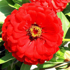 Zinnia, Giant Double Scarlet Flame Seeds, 1g