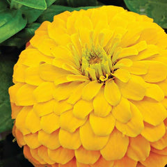 Zinnia, Giant Double Flowered Canary Bird Seeds, 900mg