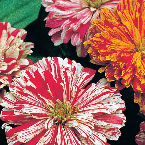 Zinnia, Candy Cane Seeds, 1.1g