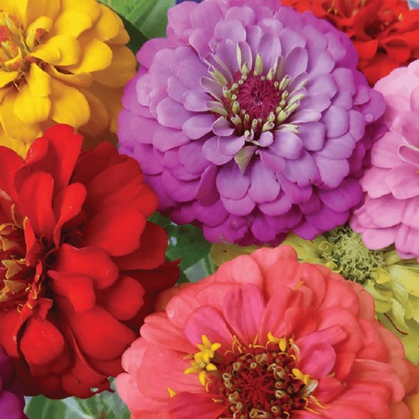 Zinnia, Early Bird Seeds, 1g
