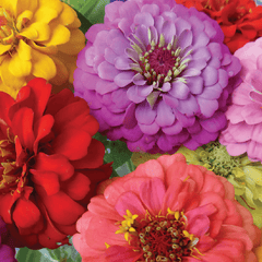 Zinnia, Early Bird Seeds, 1g