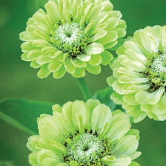 Zinnia, Envy Seeds, 1.1g
