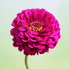 Zinnia, Giant Double Violet Queen Seeds, 900mg