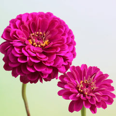 Zinnia, Giant Double Violet Queen Seeds, 900mg